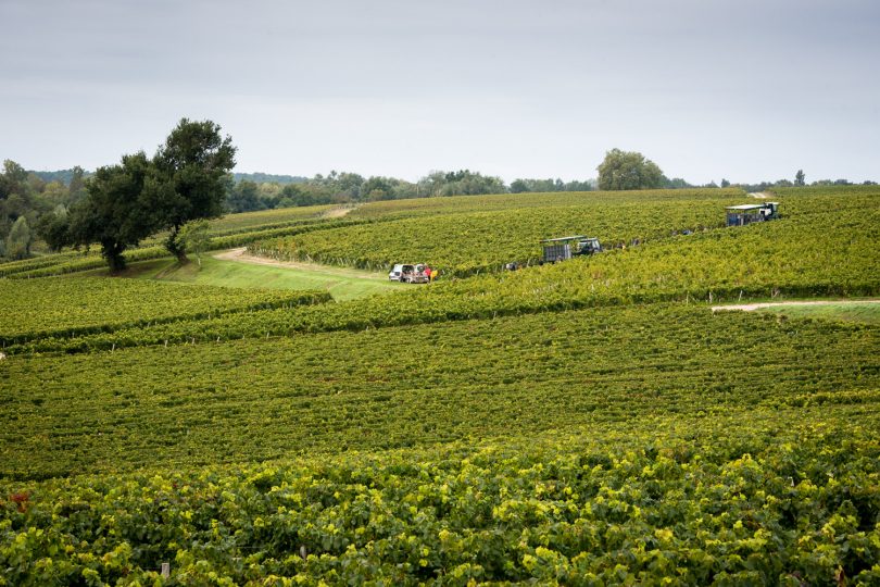 Cos-dEstournel-Vendanges-4 Cos-dEstournel-Vendanges-4