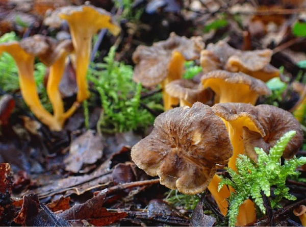 chanterelles-min