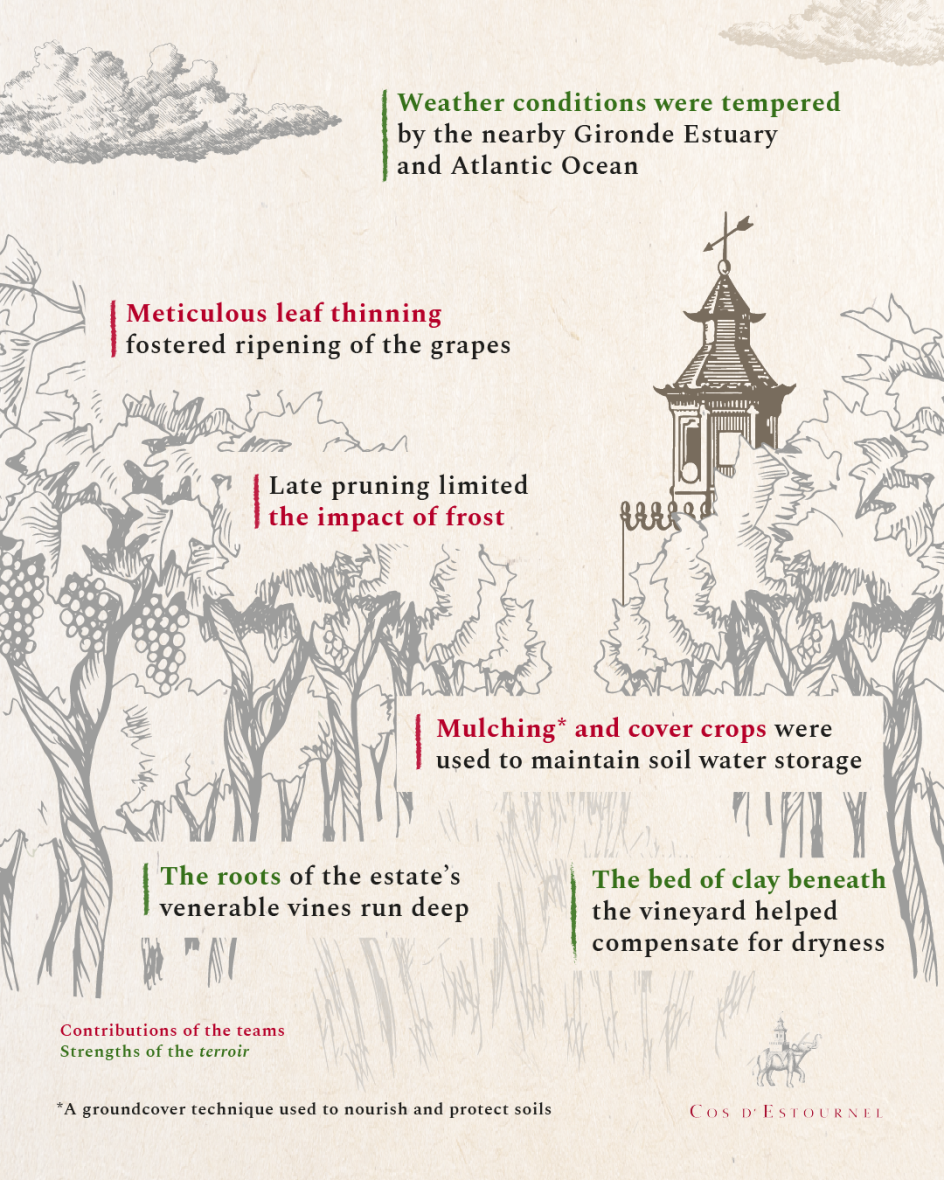 SOWINE_COS_chronicles_infographie_evironnement_PH05_ENG