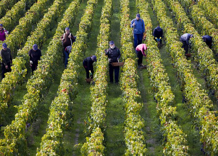 Cos d'Estournel - Vendanges (1)