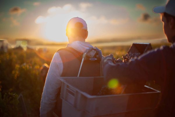 Cos d'Estournel - Vendanges (18)