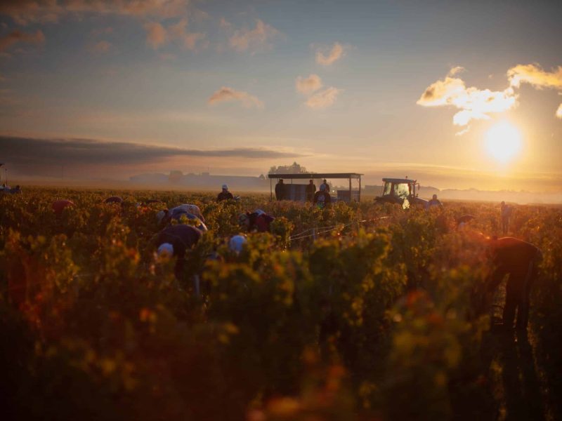 Cos d'Estournel - Vendanges (19)