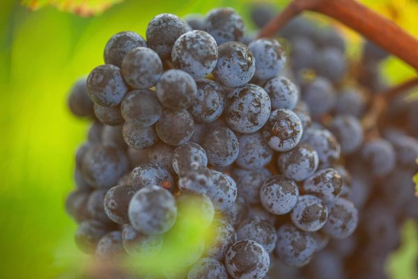 Cos d'Estournel - Vendanges (24)